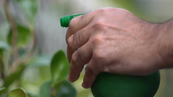 Gardener Hand Spraying Water on Tomato Plants, Organic Vegetables Cultivation