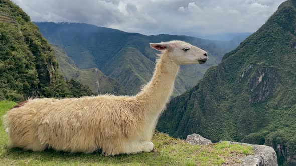 Scenic Pan View from Machu Picchu, Llama Sitting on Edge of Mountain in Peru