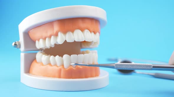 Doctor Examining Teaching Model of Gums and Teeth for Dentist