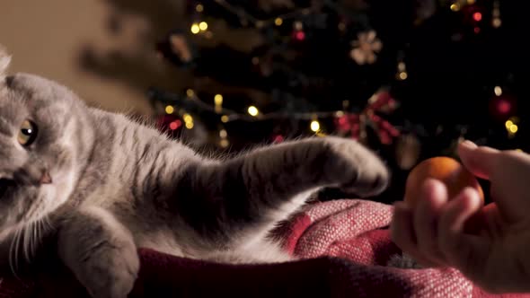 The Cat Plays with a Tangerine for the New Year alt