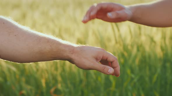 A Group of Energetic Young Farmers Put Their Hands Together on a Background of Blurred Wheat alt