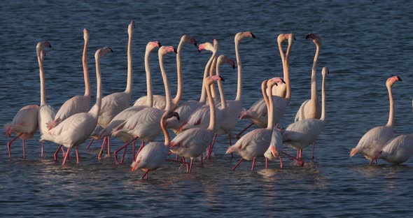 Pink flamingos during the courtship in the Camargue, France alt