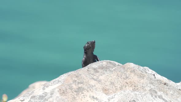 Chameleon Lizard On Rock Under The Sunlight And Against Hazy Background. wide alt