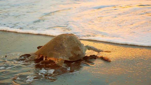 Atlantic Ridley Sea Turtle Back to the Sea After Spawning at Sunset