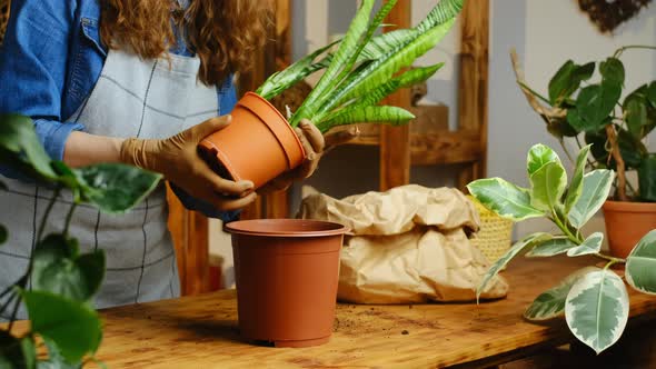 Young Woman Transplants Snake Plant alt