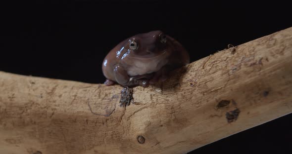 Studio Footage of a Cute Brown Tree Frog on a Tree Branch Wild Animal alt