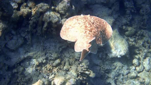 Panther Electric Ray (Torpedo panthera) in the coral reef, Red Sea.