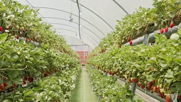 Rows of strawberries growing on detached substrates inside a large greenhouse alt
