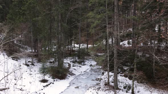 Dense Trees In Forest Revealed Frozen River During Winter alt