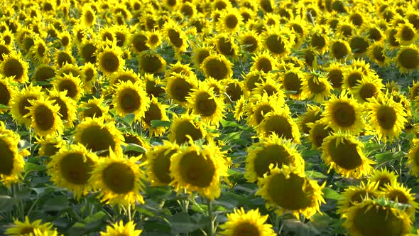 Beautiful Sunflowers Grow On The Field. A Lot Of Yellow Big Flowers