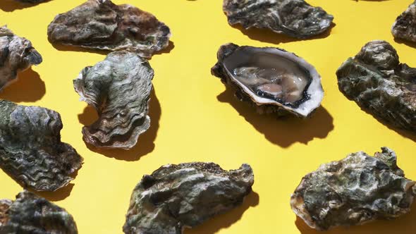Video of fresh oysters on yellow background alt