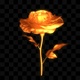 Golden Rose Glow - VideoHive Item for Sale