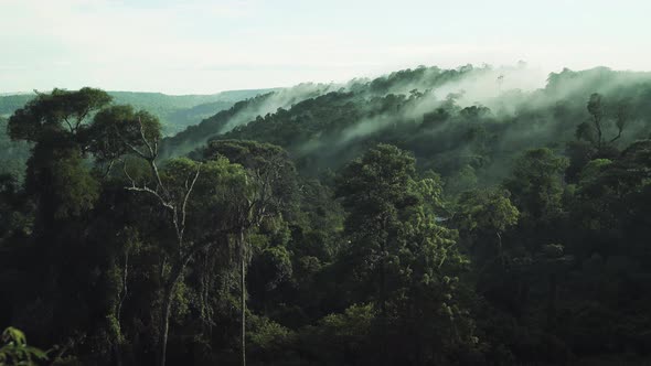 Misty Morning in the Rainforest. 4K Version.