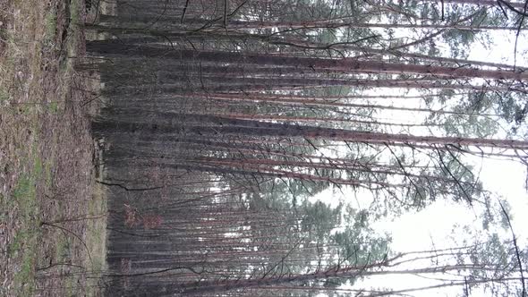 Vertical Video of Trees in a Pine Forest Slow Motion alt