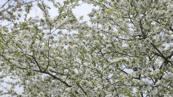White Prunus Cerasus Blossoms Against Blue Sky Early Spring