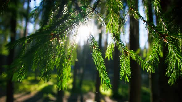 Beautiful Green Summer Forest alt