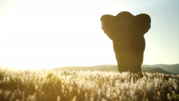Old African Elephant Walking in Savannah Against Sunset alt