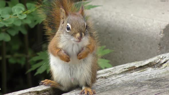  Ground Squirrel in a park