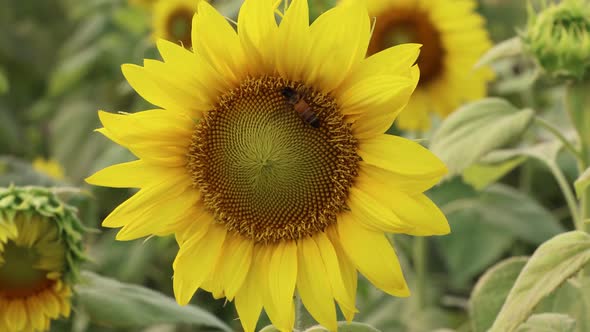 Bee collecting honey from a sunflower 4K video