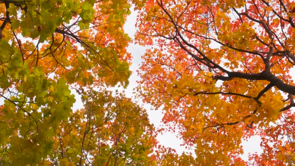 Camera Moves To The Crowns Of The Trees