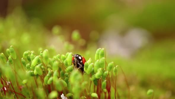 Closeup Wildlife of a Ladybug in the Green Grass in the Forest alt