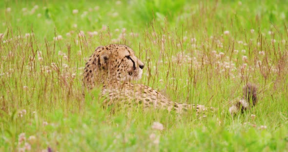 Cheetah Lying on Field in Forest