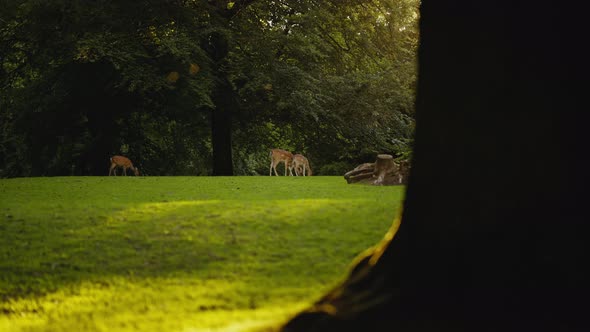 Young Deer Grazing Together On Grass In Sunlit Forest alt
