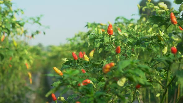 Fresh cayenne Pepper in a tree alt