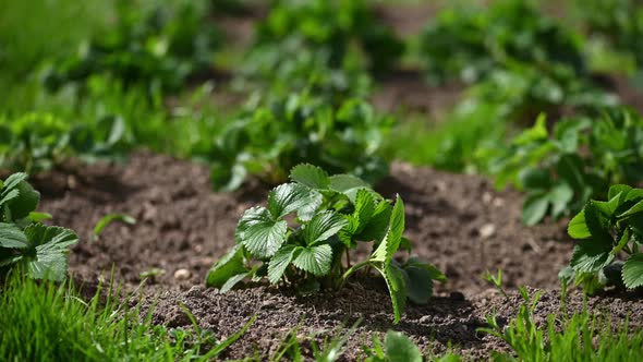 Strawberry Plants on Garden Bed alt