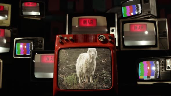 A Sheep looking at Camera and On Air Signal on Retro TVs.