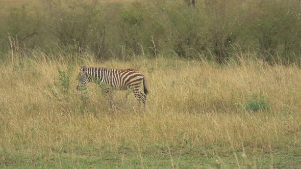 Zebra colt walking with its mother  alt