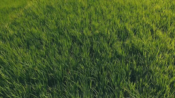 Overhead cinematic aerial slow motion clip of green paddy field