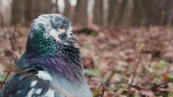 Closeup of a Pigeon Sitting in Autumn Leaves Blinking and Turning Head alt