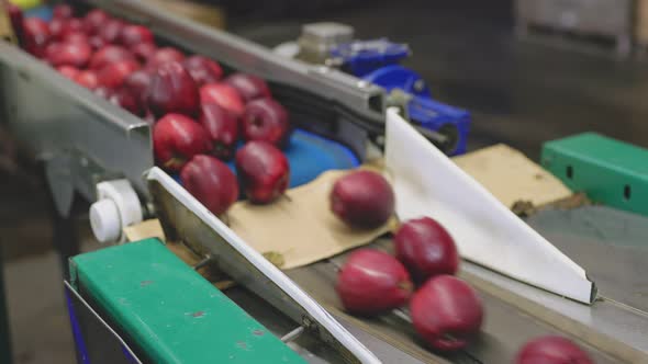 Apples on an Automatic Line at the Factory