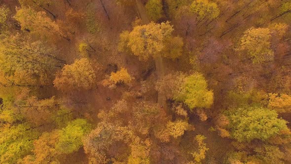 Aerial View of a Biker Riding his bike in the Forest During Autumn Season 