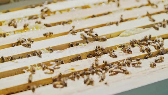 beekeeper works on an apiary, an open beehive. Frames with honey. An apiary in the summer. alt
