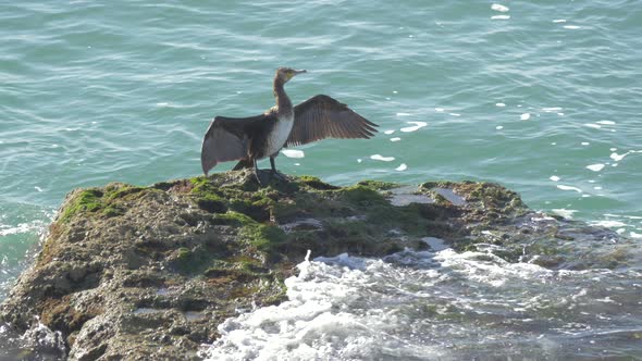 Close up of a bird on a rock in the sea alt