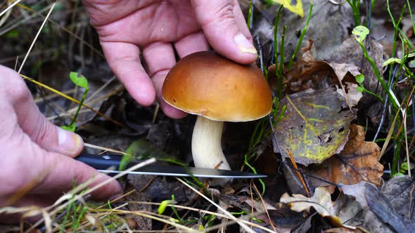Man hand cuts a white mushroom in the wild forest in autumn day. Ukraine alt