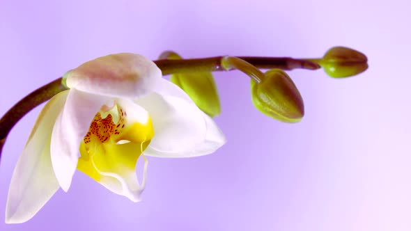 Blooming of White Orchid
