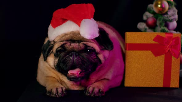 Pug, dog in a cap like Santa Claus. alt