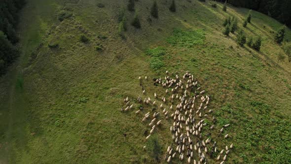 Picturesque Rural Mountain Landscape with Flock of Sheep alt