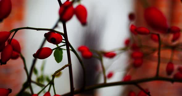 Blurred rosehip bush. Beautiful background. Bright colored natural video background. Orange rose