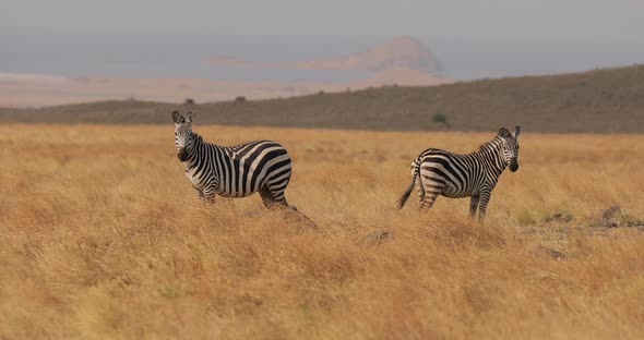 Beautiful Video of the Life of Zebras in the Wild alt