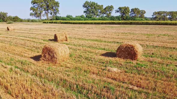 Aero Drone Flight Over Wheat Field with Rick Straw Bales