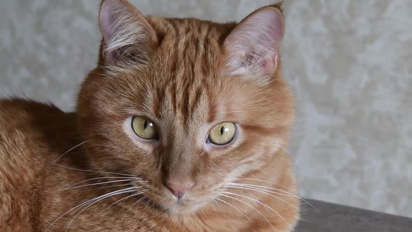 Portrait of Red Tabby Cat Curiously Posing and Looking Into Camera