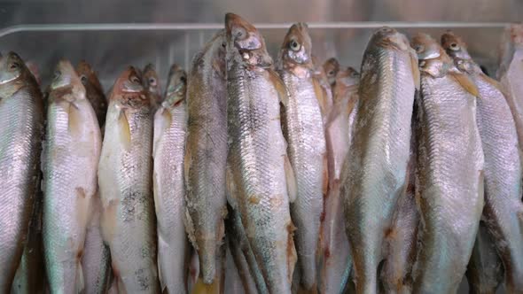 View on Lot of Frozen Smelt Fish on Counter at Fish Market