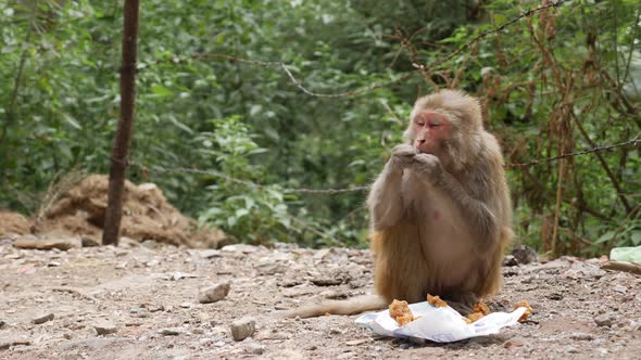 Wild Female Monkey Eats Leftover Food She Found in a Trash Can in the Park