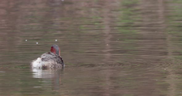 Little Grebe duck preens and baths in the water in Morning swinging around and flapping the wings alt
