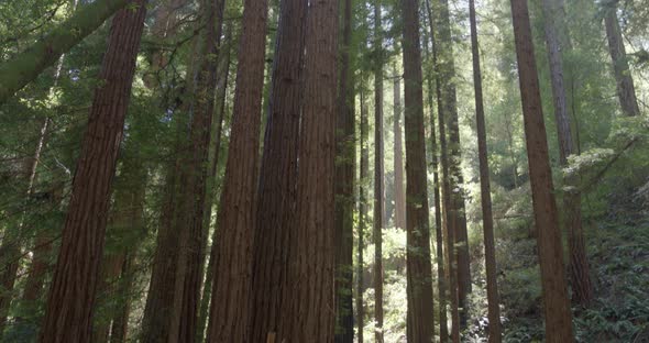Redwood Trees in Muir Woods Forest San Francisco alt