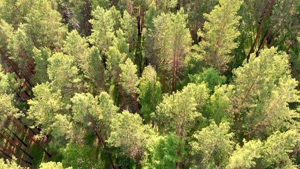 Drone Flies Low Over Forest and Coniferous Evergreen Trees.